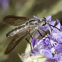 Thevenetimyia californica - photo 4