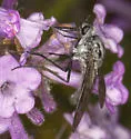 Thevenetimyia californica - photo 5