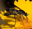 Thevenetimyia canuta