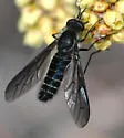 Thevenetimyia celer - photo 2