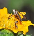 Thevenetimyia culiciformis