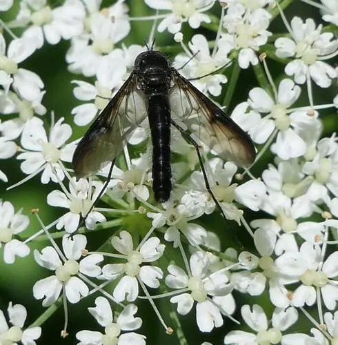 Thevenetimyia funesta