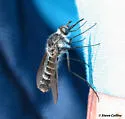 Thevenetimyia harrisi
