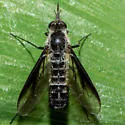 Thevenetimyia harrisi - photo 2