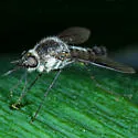 Thevenetimyia harrisi - photo 3