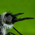 Thevenetimyia harrisi - photo 5