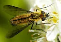 Thevenetimyia lotus