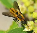Thevenetimyia luctifera - photo 2
