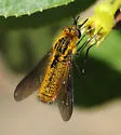 Thevenetimyia luctifera - photo 3