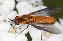 Thevenetimyia luctifera - photo 4