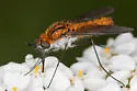 Thevenetimyia luctifera - photo 5