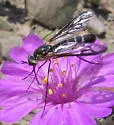 Thevenetimyia maculipennis