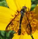 Thevenetimyia maculipennis - photo 2
