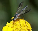 Thevenetimyia maculipennis - photo 3