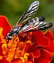 Thevenetimyia maculipennis - photo 4
