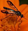 Thevenetimyia maculipennis - photo 5