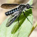 Thevenetimyia magna