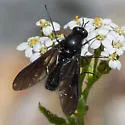Thevenetimyia muricata - photo 4