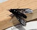 Thevenetimyia muricata - photo 5