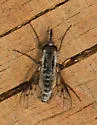Thevenetimyia nigra