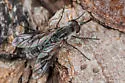Thevenetimyia nigra - photo 2