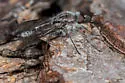 Thevenetimyia nigra - photo 3