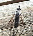 Thevenetimyia nigra - photo 4