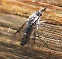 Thevenetimyia nigra - photo 5