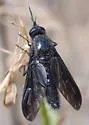 Thevenetimyia notata