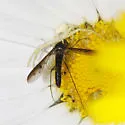 Thevenetimyia phalantha