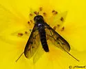 Thevenetimyia phalantha - photo 2