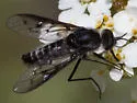 Thevenetimyia sodalis