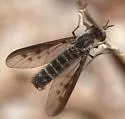 Thevenetimyia sodalis - photo 2