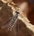 Thevenetimyia sodalis - photo 4