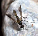 Thevenetimyia speciosa