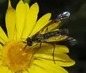 Thevenetimyia speciosa - photo 2