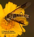 Thevenetimyia speciosa - photo 4