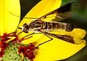 Thevenetimyia speciosa - photo 5