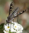 Thevenemyia (Arthroneura) tridentata