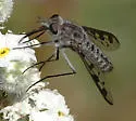 Thevenemyia (Arthroneura) tridentata - photo 2