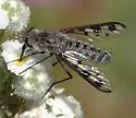 Thevenemyia (Arthroneura) tridentata - photo 3