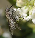 Thevenemyia (Arthroneura) tridentata - photo 4