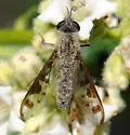 Thevenemyia (Arthroneura) tridentata - photo 5