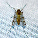 Thienemannimyia barberi