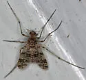 Thienemannimyia barberi - photo 2