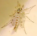 Thienemannimyia barberi - photo 3