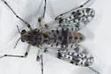 Thienemannimyia barberi - photo 5