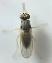 Thinophilus prasinus - photo 2