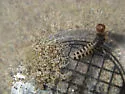 Pictured Rove Beetle - Thinopinus pictus