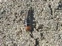 Pictured Rove Beetle - photo 2